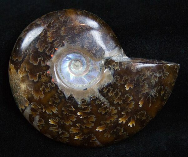 Inch Polished Ammonite From Madagascar #2255